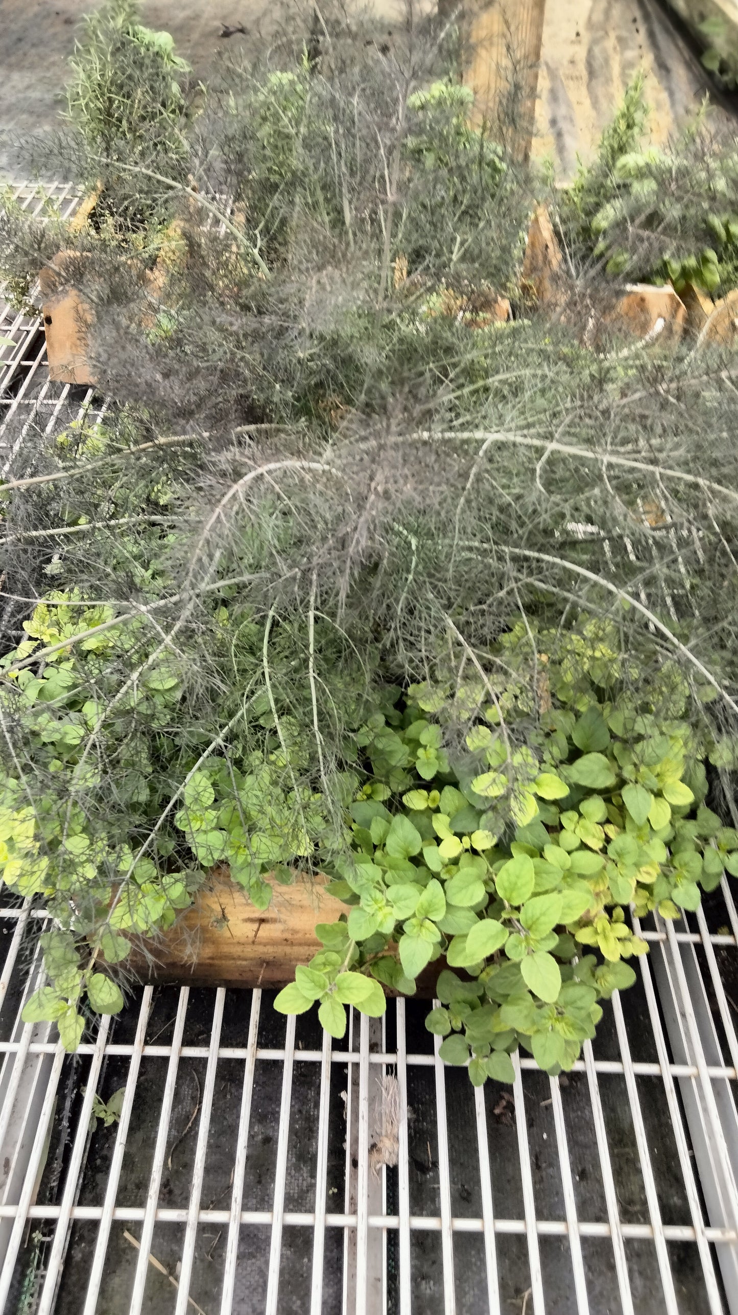 Clippings Garden-Fennel and Oregano (PICKUP ONLY)