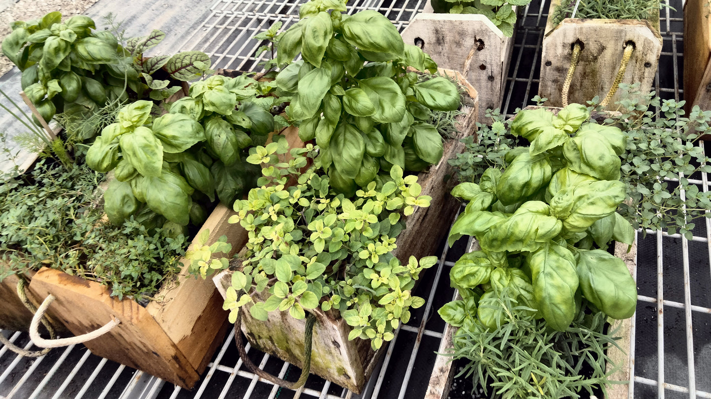 Large 3 Herb Garden Box 15" x 6"