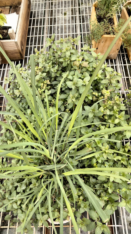 Clippings Garden-Mint and Lemongrass (PICKUP ONLY)