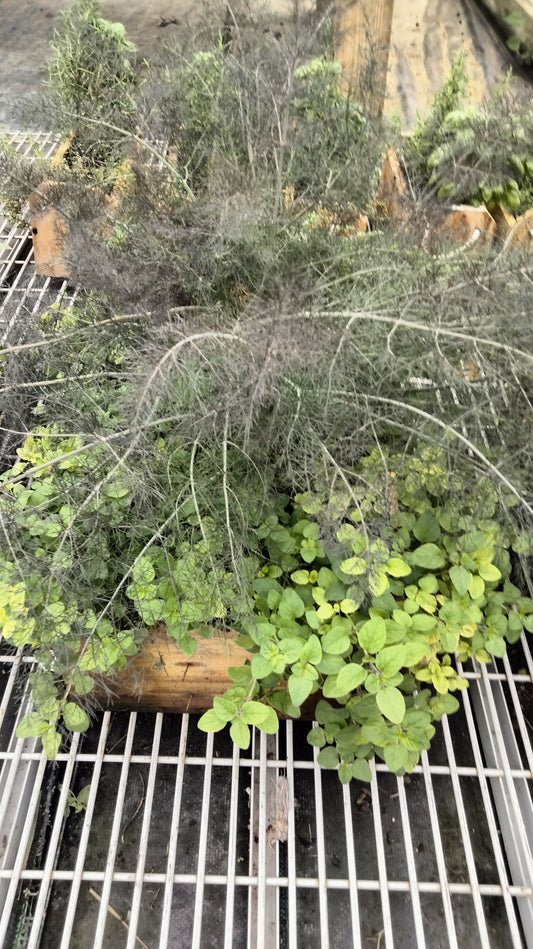 Clippings Garden-Fennel and Oregano  (PICKUP ONLY)