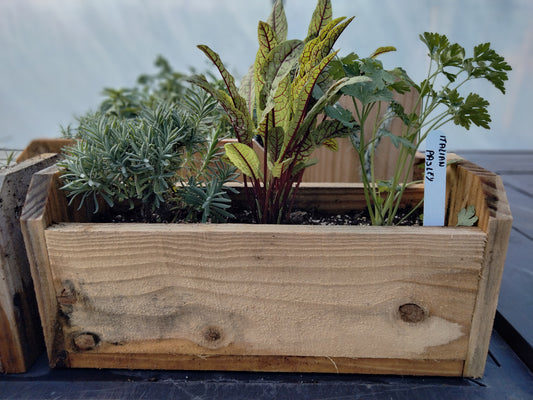 Large 3 Herb Garden Box 15" x 6"