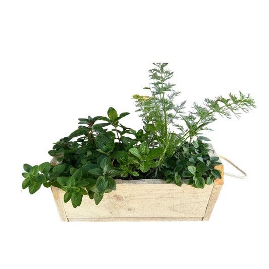 Large Herb Garden Box 15" x 6"